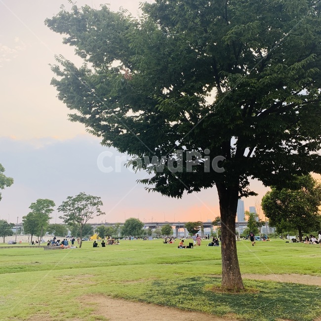 야경,자연,식물,plant,grass,잔디,tree,treetrunk,나무줄기