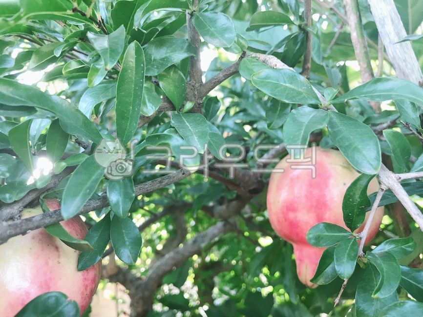 fruit,과일,석류,나무,식물