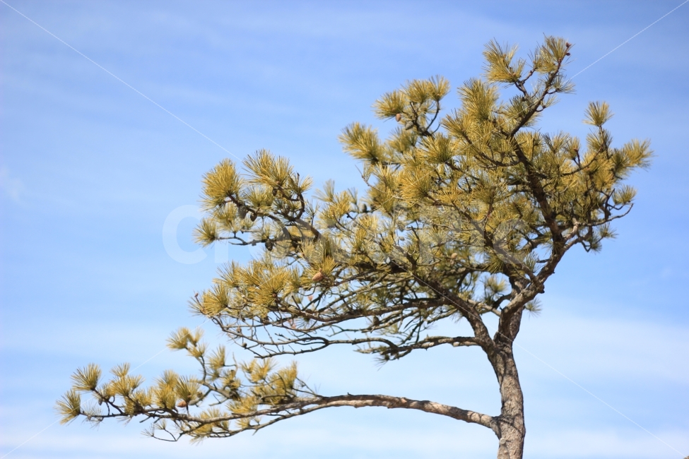나무,바람,소나무,북한산,구름,하늘,시원함,상쾌,tree,wind,cloud,sky,가지,나뭇가지,솔잎,솔향,풍경,산,mountain,유유자적,풍경화,식물,자연,plants,nature