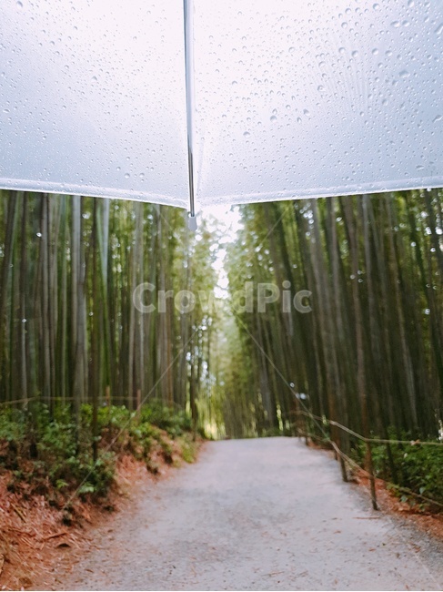 우산,빗방울,대나무숲,산책길,죽녹원,비닐우산,비오는날,투명우산,힐링,raindraindrops,rainyday,bamboo,bubbleumbrella
