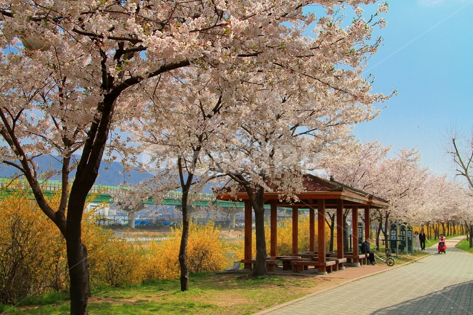 봄,사쿠라,일본꽃,벚꽃,벚꽃공원,봄,계절,spring,season,자연,풍경,nature,landscape,한국자연풍경,한국자연경관,korea nature landscape,plant,식물,human,인간,person,사람