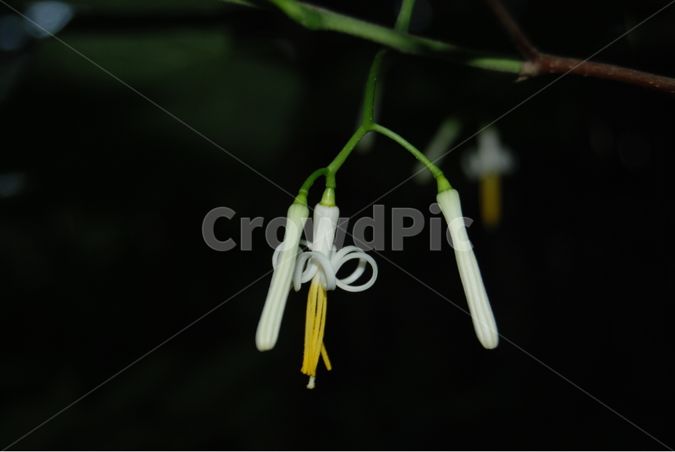 축령산,들꽃,자연,봄,휴양림,식물,자연,plants,nature,꽃,flower