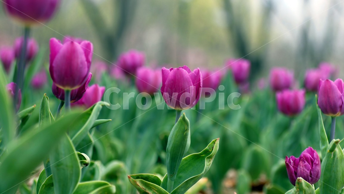 튜울립,꽃,tulip,flower,blossom,식물,자연,plants,nature,꽃,flower