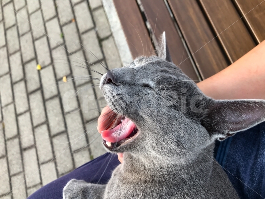 러시안블루,러블,고양이하품,하품,아함,고양이,나른한오후,동물,animal,포유류,mammal,고양이,cat,kitten,kitty