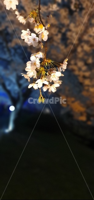 벚꽃,벛꽃,꽃,플라워,감성,봄,봄,계절,spring,season,식물,자연,plants,nature,꽃,flower,plant