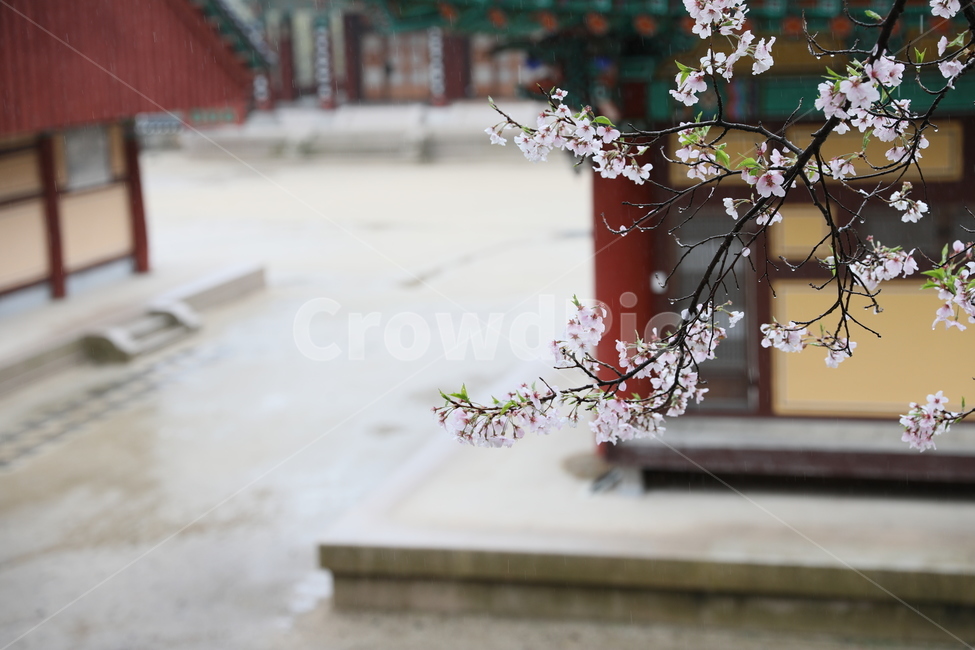 구례,화엄사,사찰,전통가옥,절,봄,계절,spring,season,식물,자연,plants,nature,꽃,flower,plant,blossom