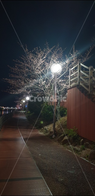벗꽃,꽃배경,봄,길가배경,센텀시티