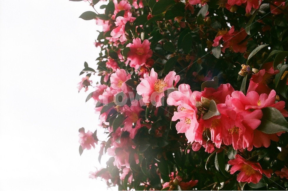 동백꽃,겨울,꽃,위미리,동백군락지,빨간꽃,식물,자연,plants,nature,꽃,flower