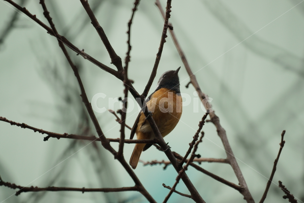조류,새,나무가지,아웃포커스,딱새,동물,animal,조류,새,birds