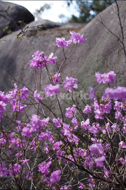 진달래,핑크,분홍,4월,식용,봄,빛,산,봄,계절,spring,season,식물,자연,plants,nature,꽃,flower,blossom,geranium,제라늄,plant