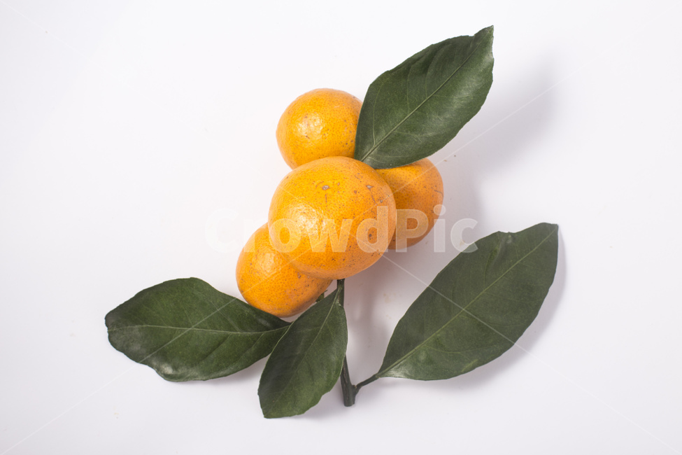 귤,감귤,제주감귤,과일,열매,식물,줄기,잎,잎사귀,비타민,음식,식재료,요리,food,cook,meal,dishes,food reserves,과일,열매,fruit