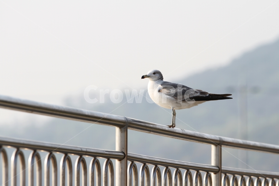 갈매기,새,바다,조류,동룰,자연,감성사진,동물,animal,조류,새,birds
