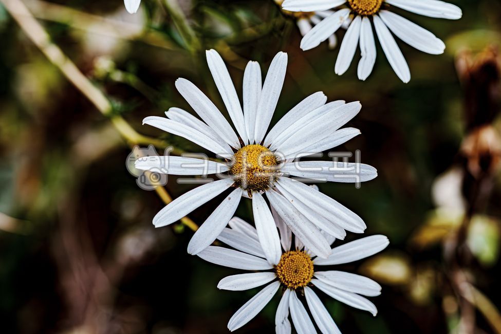 가을꽃,구절초,들국화,플라워,flower,식물,자연,koreanchrysanthemum,토종꽃