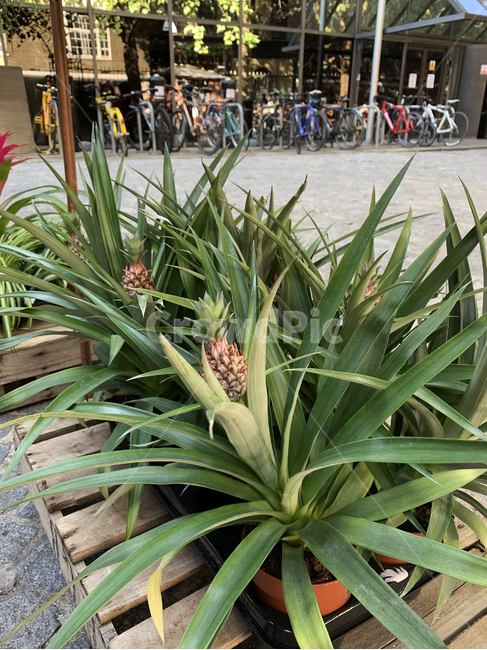 파인애플,plant,식물,나무,런던,초록,pineapple,식물,자연,plants,nature