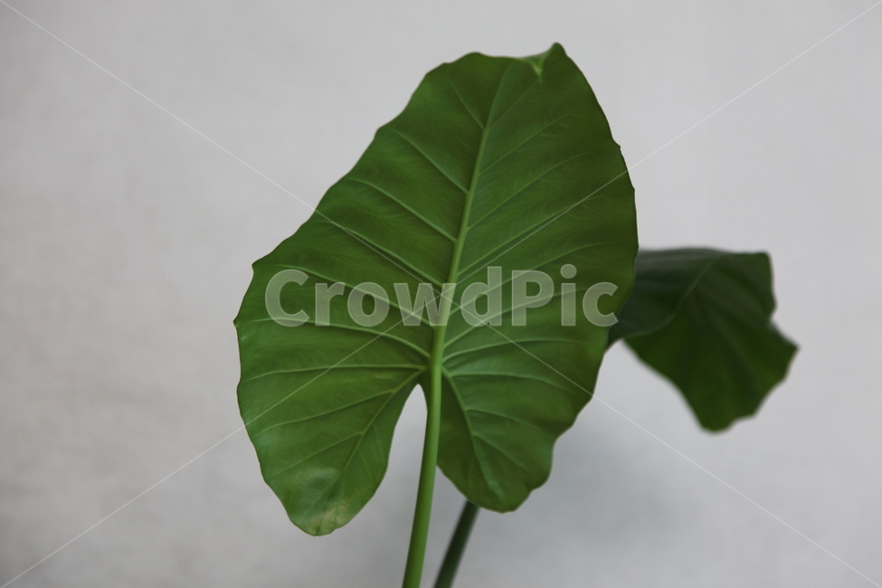 식물,잎사귀,관엽식물,알로카시아,초록색이파리,잎,plant,leaf,잎커다란,실내식물