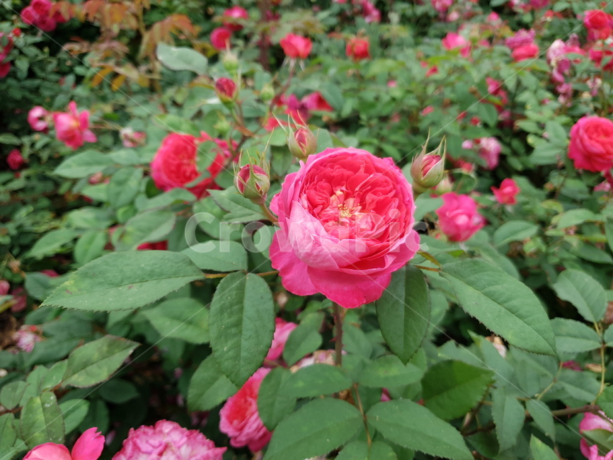 분홍장미,장미꽃,꽃,rose,알록달록장미,장미밭,분홍꽃,자연,식물,장미원,장미,야외,꽃축제,진분홍장미