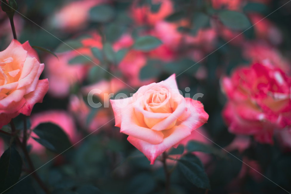 장미,꽃,정원,rose,flower