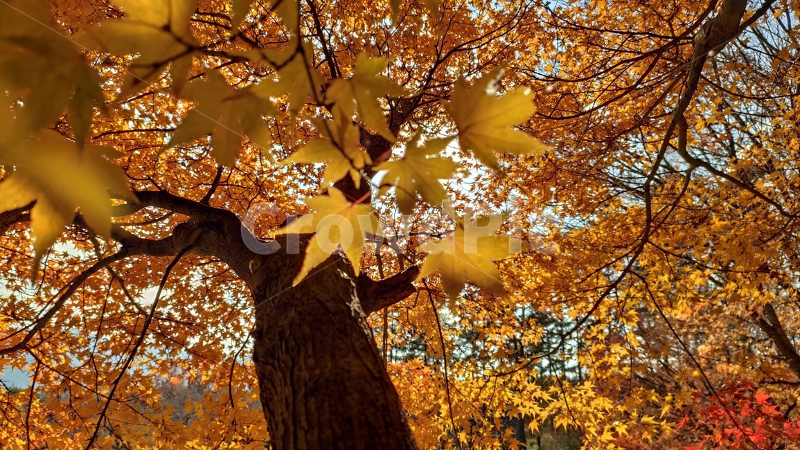 가을단풍,경치,애기단풍,가을,엽록소,plant,식물,leaf,잎,tree,나무,가을,계절,fall,autumn,season,식물,자연,plants,nature,나무,trees,wood