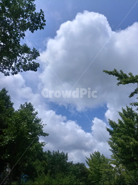 나무,하늘,식물,자연,구름,자연,풍경,nature,landscape,weather,날씨,outdoors,옥외,cumulus,적운,sky,cloud