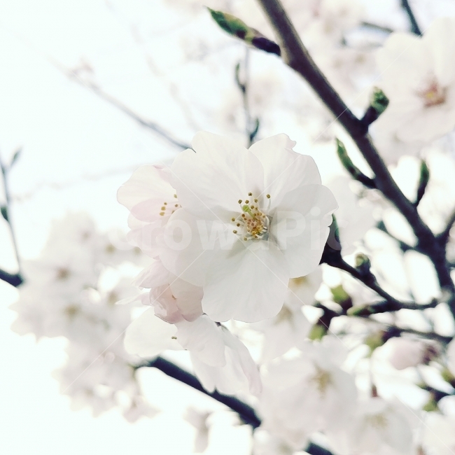 전남,전라남도,식물,나무,벚꽃,축제,맑음,봄,여수,오동도,꽃,flower,tree,cherryblossoms,plants,spring,island,식물,자연,plants,nature