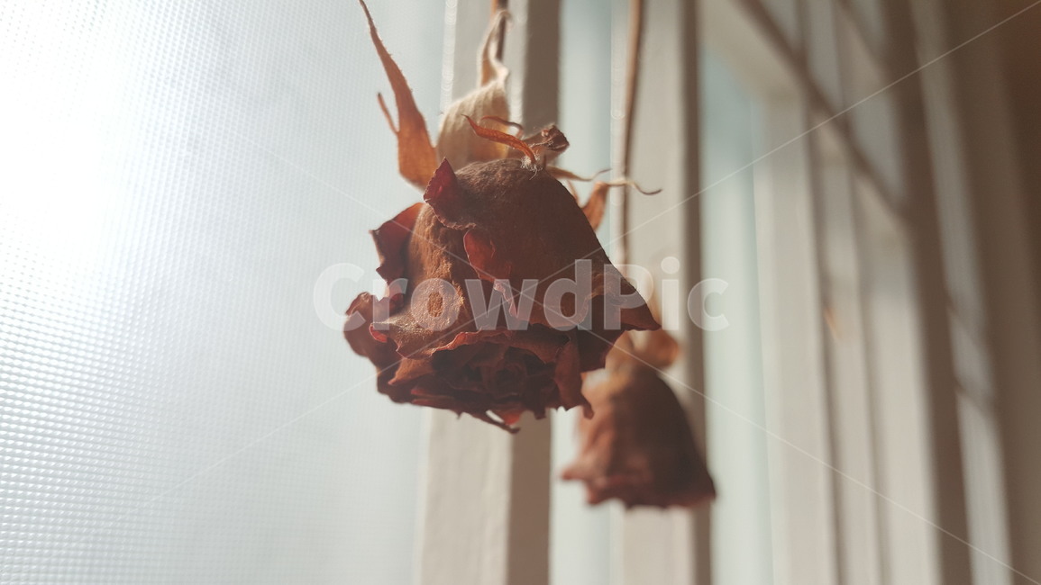 꽃,드라이,자연,드라플라워,빛,건조,꽃,flower,감성,sensible,feeling