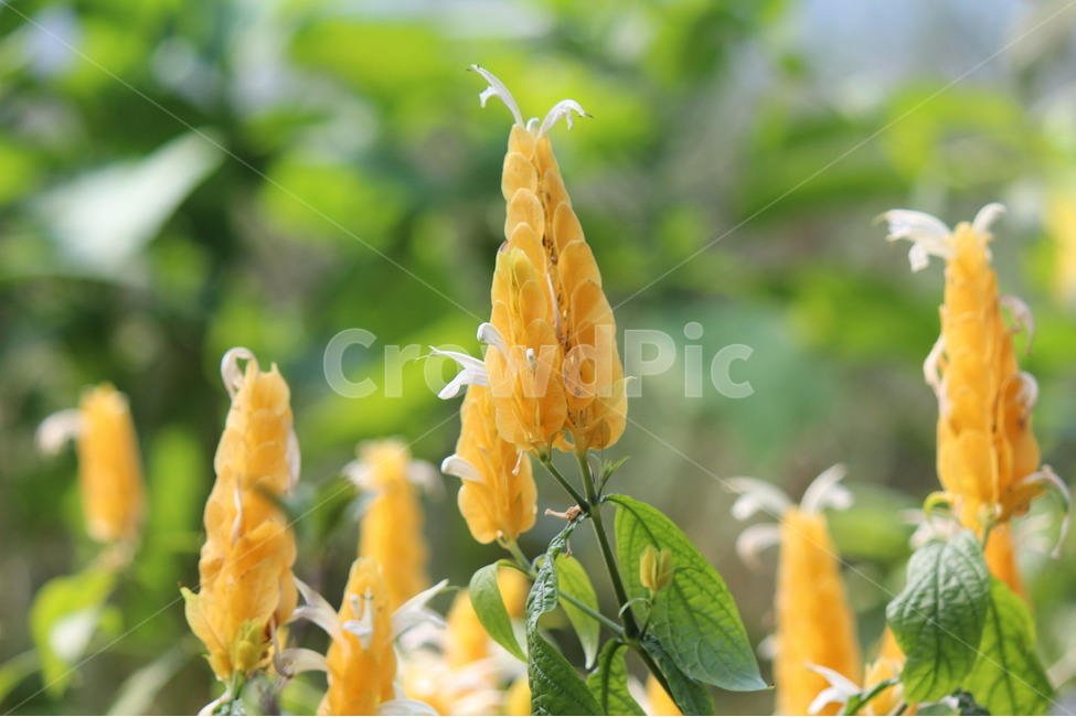 꽃,식물원,화창한날씨,노랑,이쁜,식물,자연,plants,nature,꽃,flower