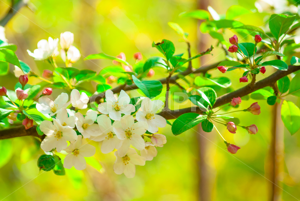 봄,꽃,꽃사과꽃,나무,초록,감성적,접사촬영,봄,계절,spring,season,식물,자연,plants,nature,꽃,flower,plant