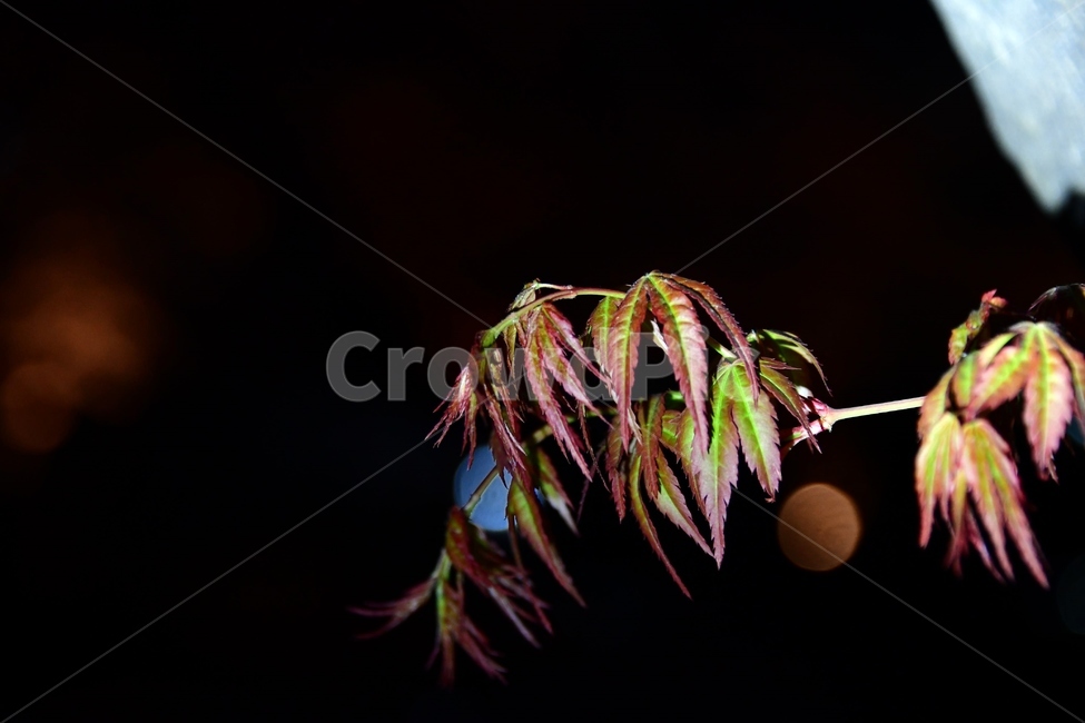꽃,잎,plant,식물,leaf,자연,새싹