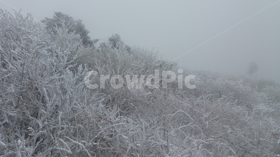 겨울,눈,나무,눈꽃,덕유산,겨울,계절,winter,season,자연,풍경,nature,landscape,outdoors,옥외,snow