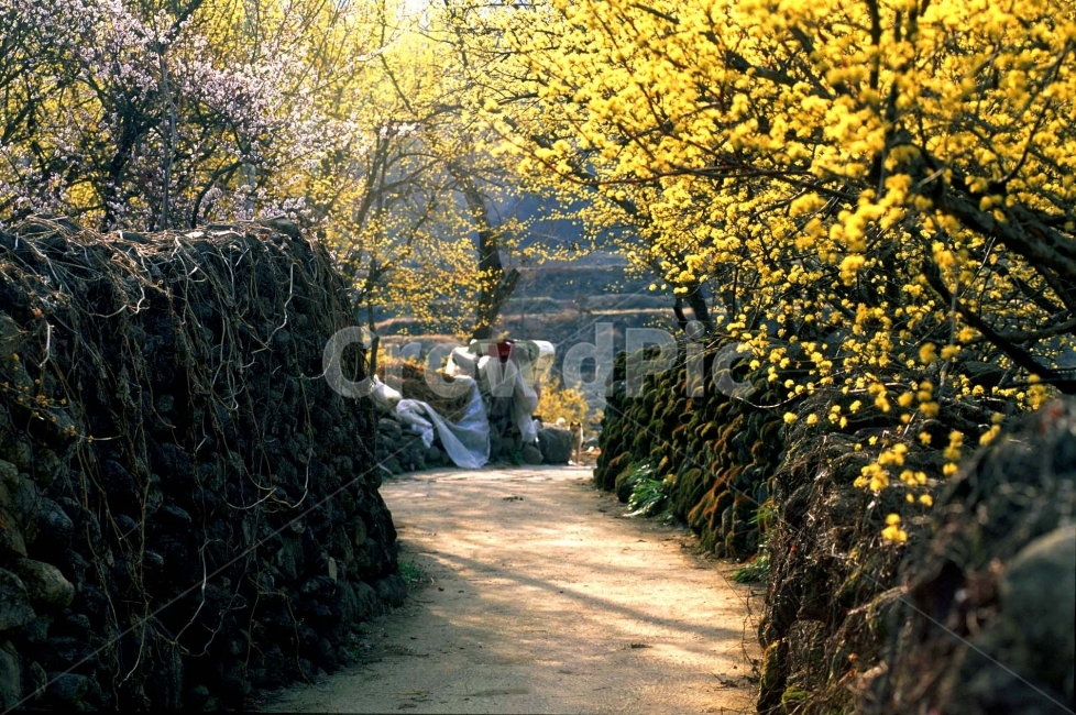 산수유축제,봄꽃,골목길,시골마을,오래된,노랑꽃,약용식물,산수유마을,지리산,구례,산동,꽃축제,season,natural,background,나무,아름다운,풍경,올드,old,flowers,country,road,과거,회상,정겨운,담장,돌담길,동구밖,집,하우스,동네,만발,절정,고목,그리움,봄,계절,spring,season,시골,마을,풍경,landscape,country,rural,town,골목길,alley,한국전통,한국문화,korean traditional,korean culture