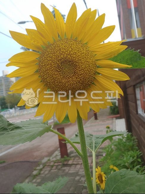해바라기,꽃,부의상징,식물,plant