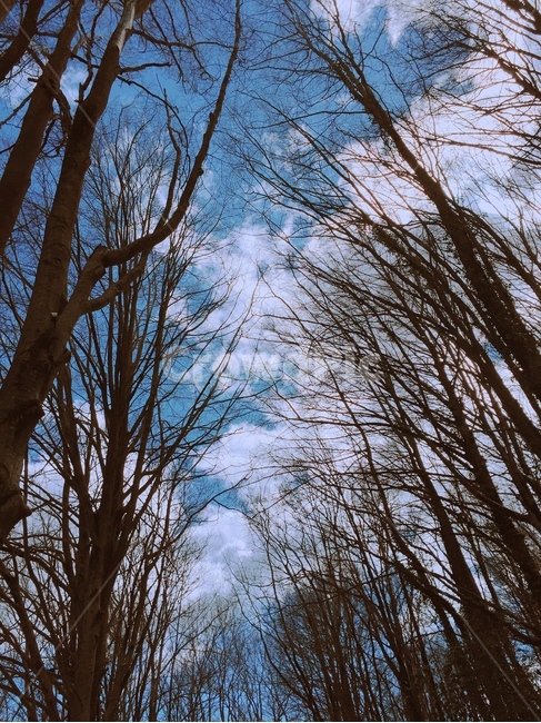 하늘,겨울산,파란하늘,등산,산책