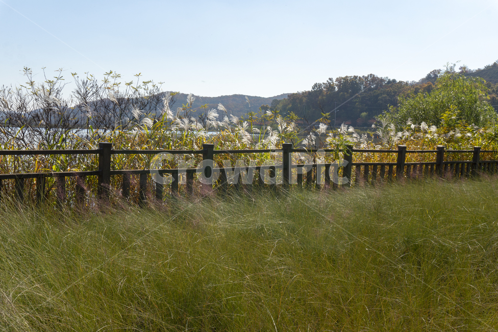 갈대밭,호수,저수지,가을,억새풀,산책로,둘레길,가을산,자연,풍경,nature,landscape