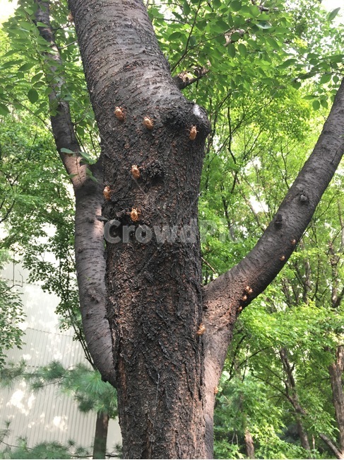 tree,나무,treetrunk,나무줄기,plant,식물,매미,유충,곤충껍데기,식물,자연,plants,nature,나무,trees,wood,곤충,벌레,insect,bug