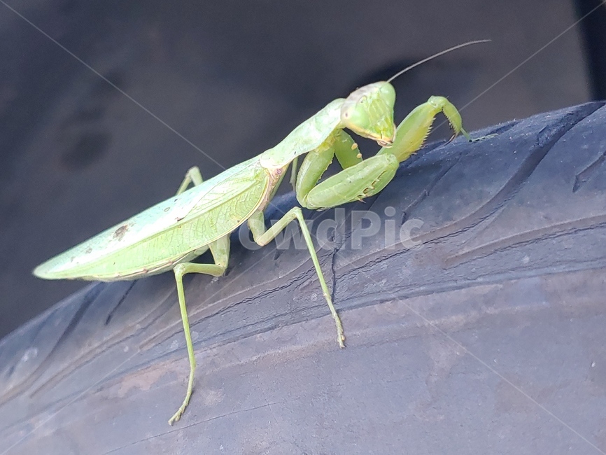 자동차,타이어,사마귀,당랑권,곤충,animal,곤충,벌레,insect,bug
