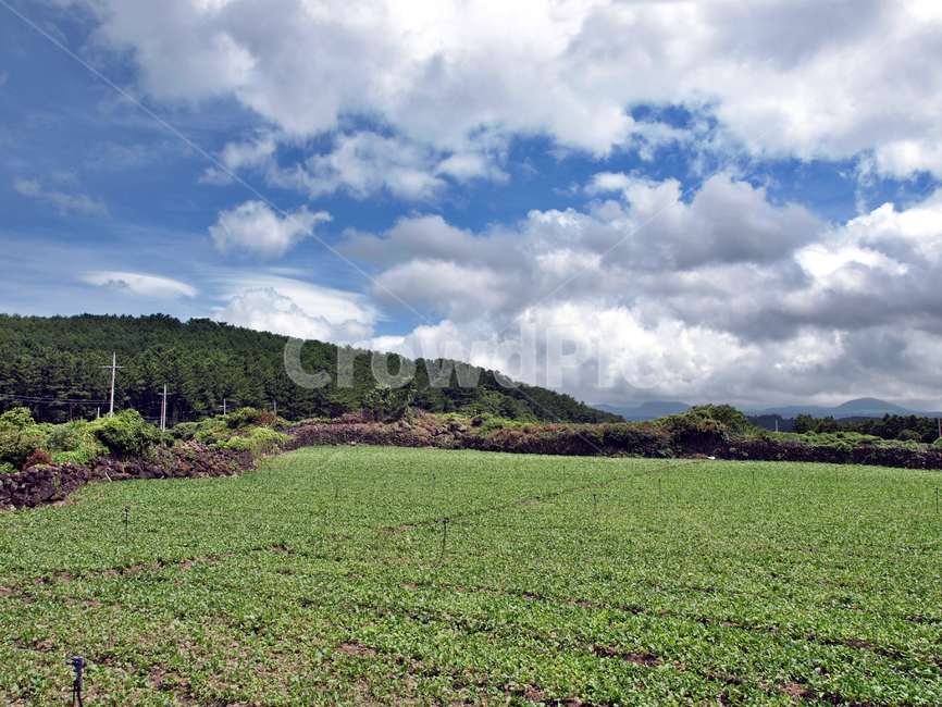 올레15코스,올레,제주,고내봉,돌담,푸른하늘,흰구름,자연,밭,자연,풍경,nature,landscape,outdoors,옥외,field,들,grassland,목초지,weather,날씨