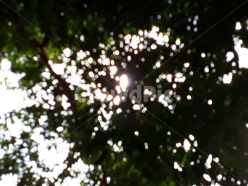빛,light,풀,자연,나무