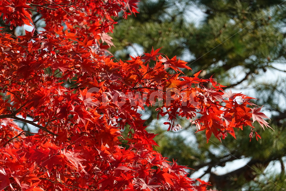 가을,단풍,가을풍경,나무,하늘,가을,계절,fall,autumn,season,식물,자연,plants,nature,나무,trees,wood,leaf,잎,plant,tree,maple