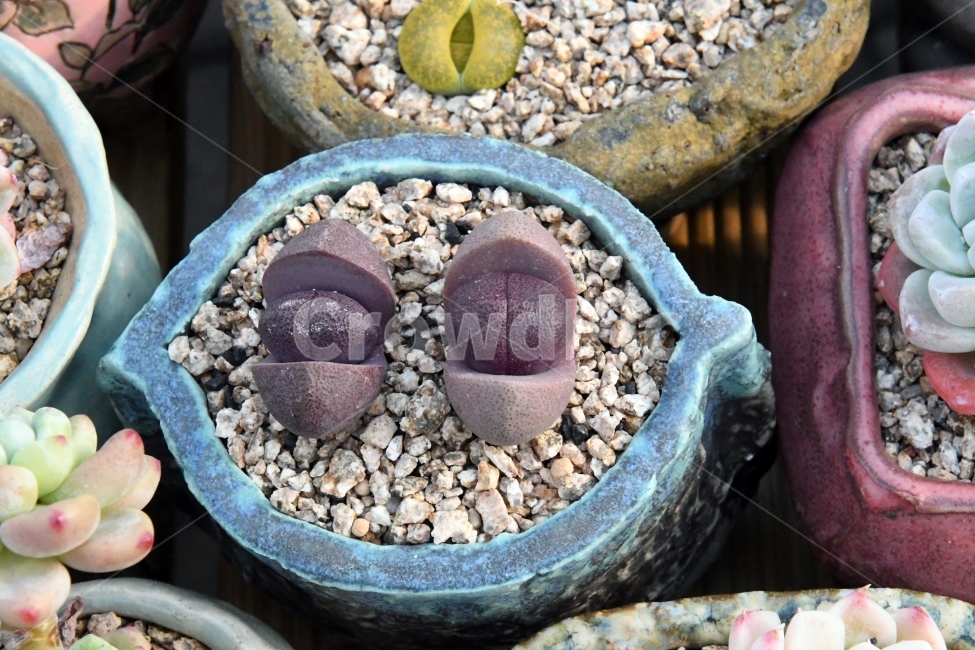 다육이,다육,다육식물,화분,식물,화초,배경,자연,plants,취미,그린,환경,키우기,아름다운,화려한,생명,생활,background,식물,자연,plants,nature