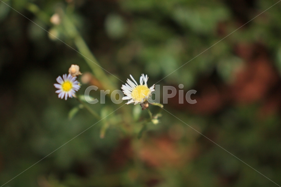 plant,식물,flower,daisy,꽃,daisies,데이지,blossom,식물,자연,plants,nature,꽃,flower