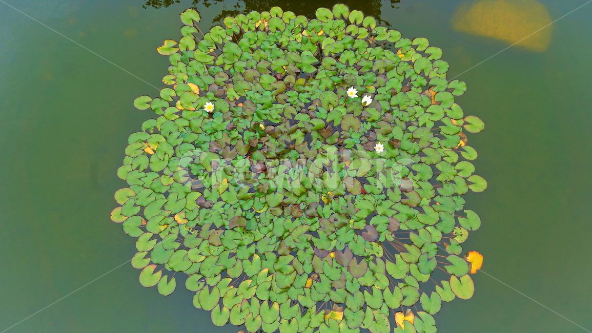 연꽃,호수,배경화면,식물,평온함,plants,nature,flower