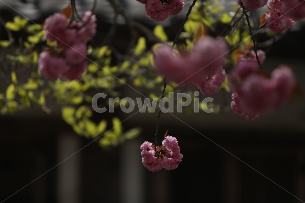 순천,선암사,만첩왕벚,겹벚꽃,벚꽃,봄,사찰,왕벚꽃,봄,계절,spring,season,식물,자연,plants,nature,꽃,flower,plant