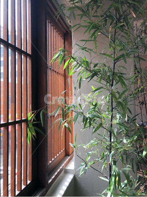 seoul,cafe,interior,vase,plant,shadow,sunshine,wood,vintage,concrete,wall,leaf,서울,까페,인테리어,죽순,식물,창문,창틀,그림자,식물,자연,plants,nature,인테리어,실내디자인,interior design