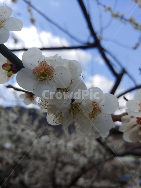 나무,매화,자연,꽃,봄,3월,식물,자연,plants,nature,꽃,flower