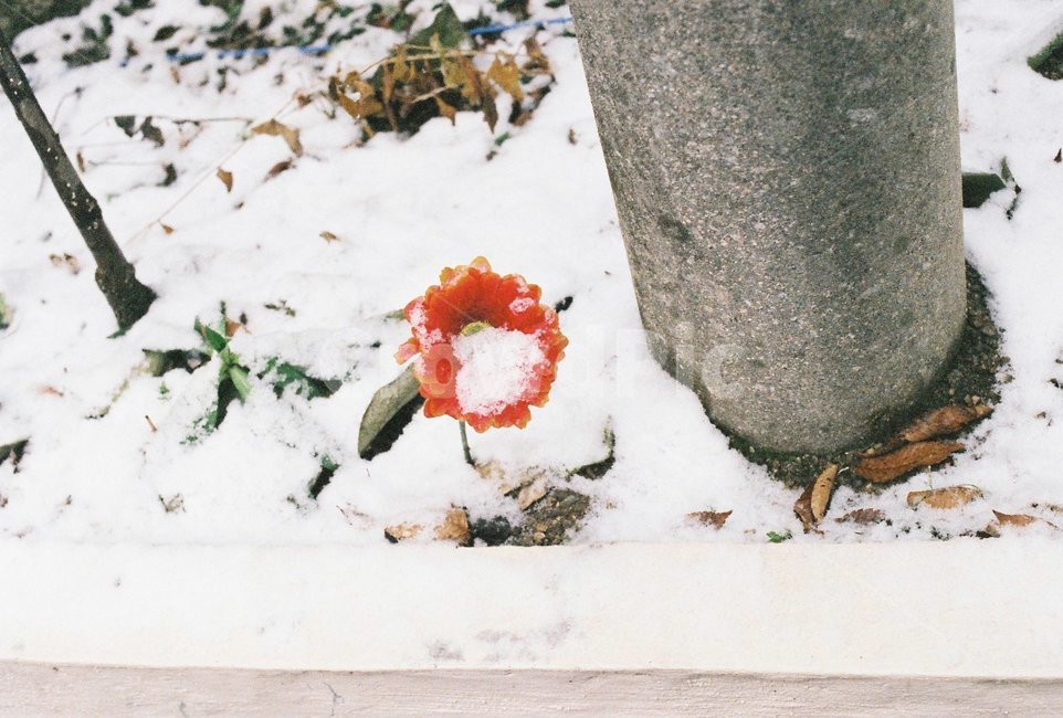 빨간꽃,눈,전봇대,조화,겨울꽃,쌓인눈,겨울풍경,snow,winter,겨울,계절,winter,season,꽃,flower,감성,sensible,feeling