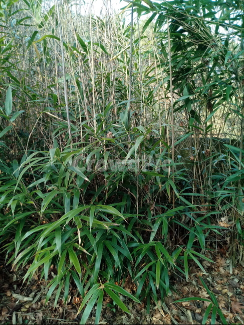 나무,식물,나무줄기,tree,treetrunk,대나무,bamboo,대나무잎