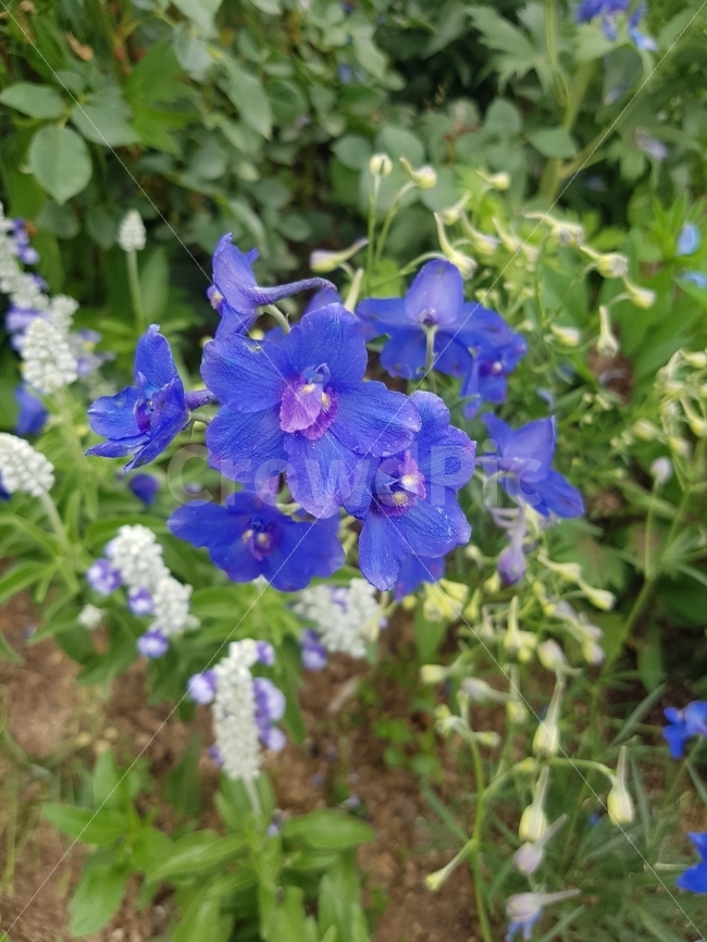 꽃,자연,플라워,야생,화사함,식물,자연,plants,nature,꽃,flower