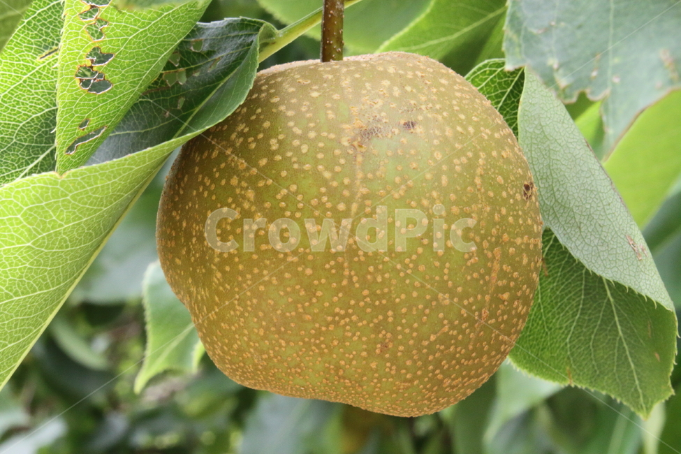 배,과일,농작물,pear,식물,식물,자연,plants,nature,과일,열매,fruit