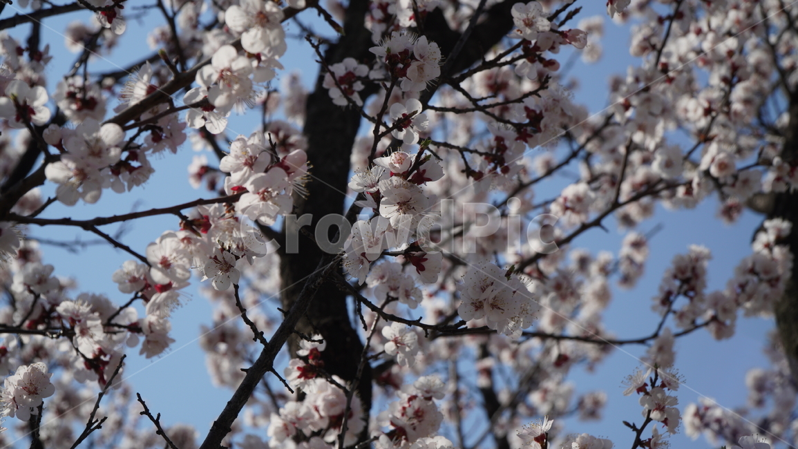 plant,식물,blossom,꽃,flower