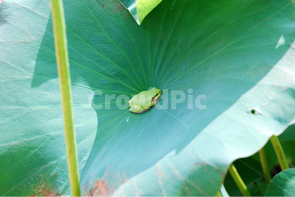 청개구리,개구리,연잎,양서류,연,동물,animal,파충류,양서류,reptile,amphibian